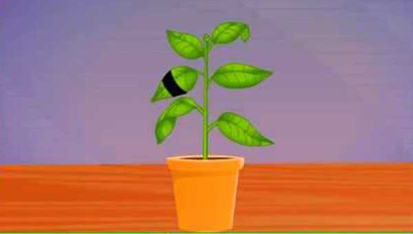 To Demonstrate that light is necessary for photosynthesis e learning science To Demonstrate that light is necessary for photosynthesis e learning science