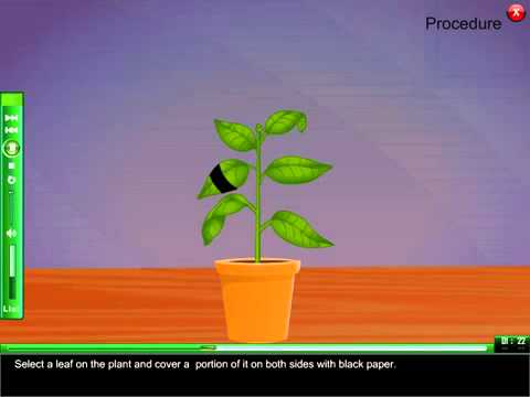 To Demonstrate that light is necessary for photosynthesis e learning science To Demonstrate that light is necessary for photosynthesis e learning science