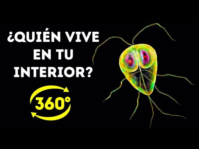 La Vida Secreta De Las Bacterias En Tu Cuerpo || 360 VR La Vida Secreta De Las Bacterias En Tu Cuerpo || 360 VR