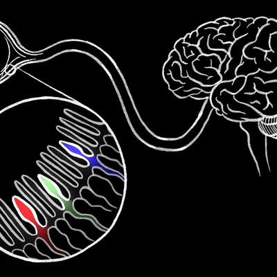 How we see color - Colm Kelleher How we see color - Colm Kelleher