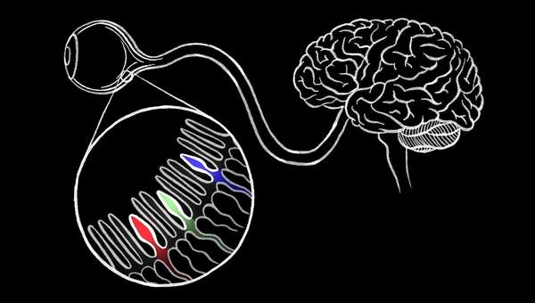 How we see color - Colm Kelleher How we see color - Colm Kelleher