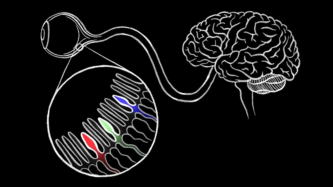 How we see color - Colm Kelleher How we see color - Colm Kelleher