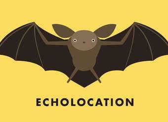 Echolocation Echolocation