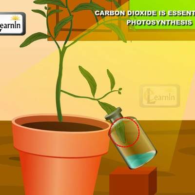 Carbon dioxide is essential for Photosynthesis proved with simple experiment - Science Carbon dioxide is essential for Photosynthesis proved with simple experiment - Science