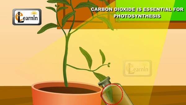 Carbon dioxide is essential for Photosynthesis proved with simple experiment - Science Carbon dioxide is essential for Photosynthesis proved with simple experiment - Science