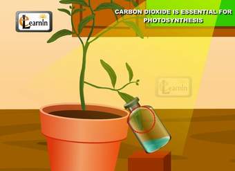 Carbon dioxide is essential for Photosynthesis proved with simple experiment - Science Carbon dioxide is essential for Photosynthesis proved with simple experiment - Science