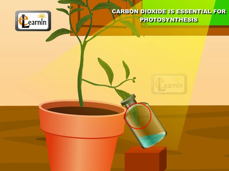 Carbon dioxide is essential for Photosynthesis proved with simple experiment - Science Carbon dioxide is essential for Photosynthesis proved with simple experiment - Science