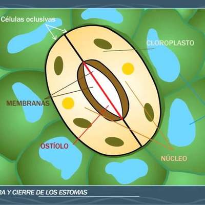 Apertura y cierre de los estomas - ANAYA DIGITAL Apertura y cierre de los estomas - ANAYA DIGITAL