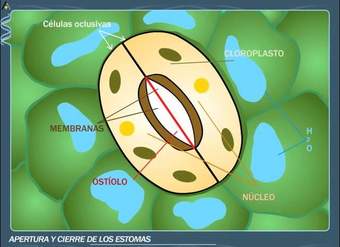Apertura y cierre de los estomas - ANAYA DIGITAL Apertura y cierre de los estomas - ANAYA DIGITAL