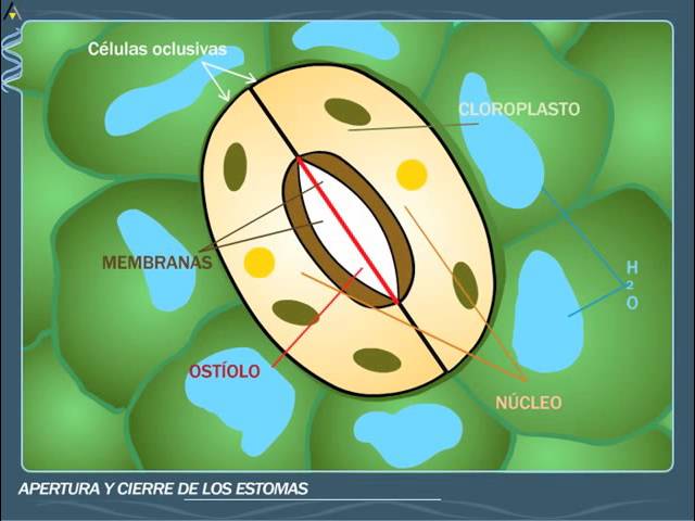 Apertura y cierre de los estomas - ANAYA DIGITAL Apertura y cierre de los estomas - ANAYA DIGITAL