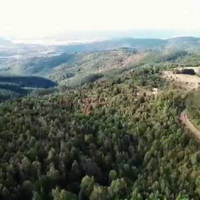 Video Degradacion del Bosque Nativo en Chile Video Degradacion del Bosque Nativo en Chile