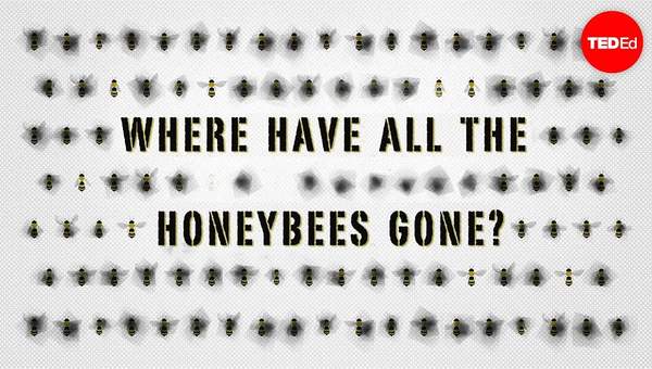 The case of the vanishing honeybees - Emma Bryce The case of the vanishing honeybees - Emma Bryce