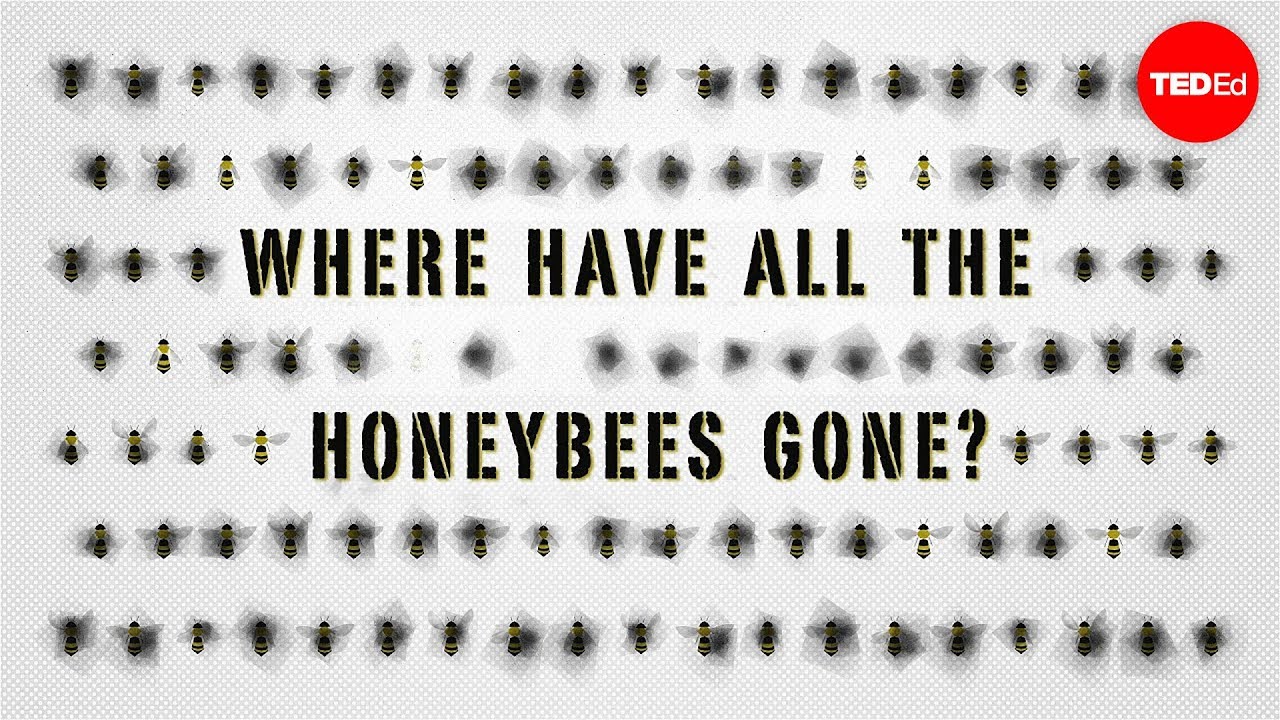 The case of the vanishing honeybees - Emma Bryce The case of the vanishing honeybees - Emma Bryce