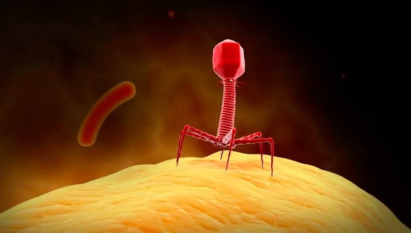 Viruses: Molecular Hijackers Viruses: Molecular Hijackers