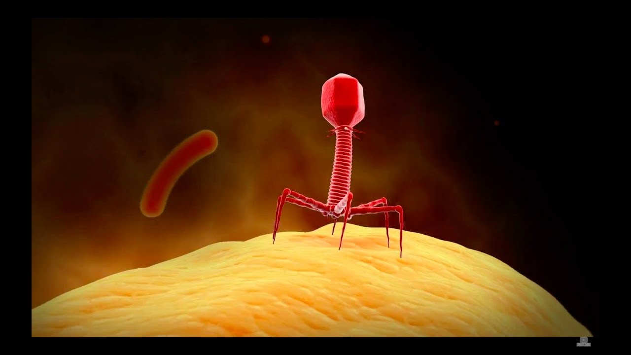 Viruses: Molecular Hijackers Viruses: Molecular Hijackers