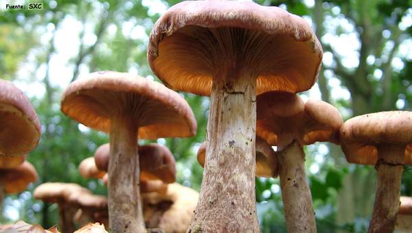 Lección: Hongos Lección: Hongos