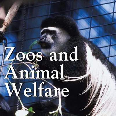 Zoos And Animal Welfare Zoos And Animal Welfare