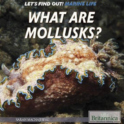 What Are Mollusks? What Are Mollusks?