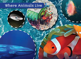 Animals in the Ocean