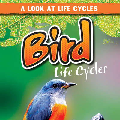 Bird Life Cycles Bird Life Cycles