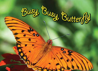 Busy, Busy, Butterfly Busy, Busy, Butterfly