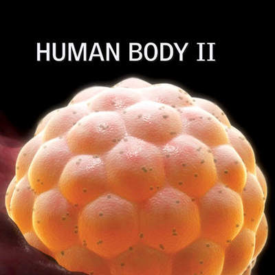 Human Body II Human Body II