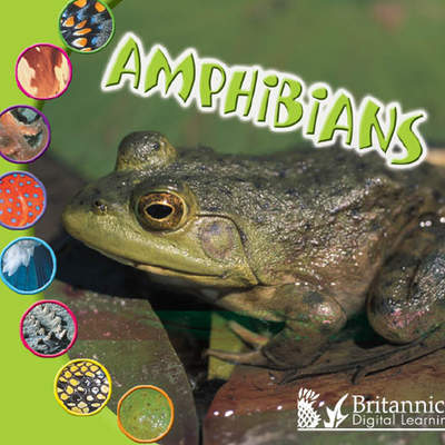 Amphibians