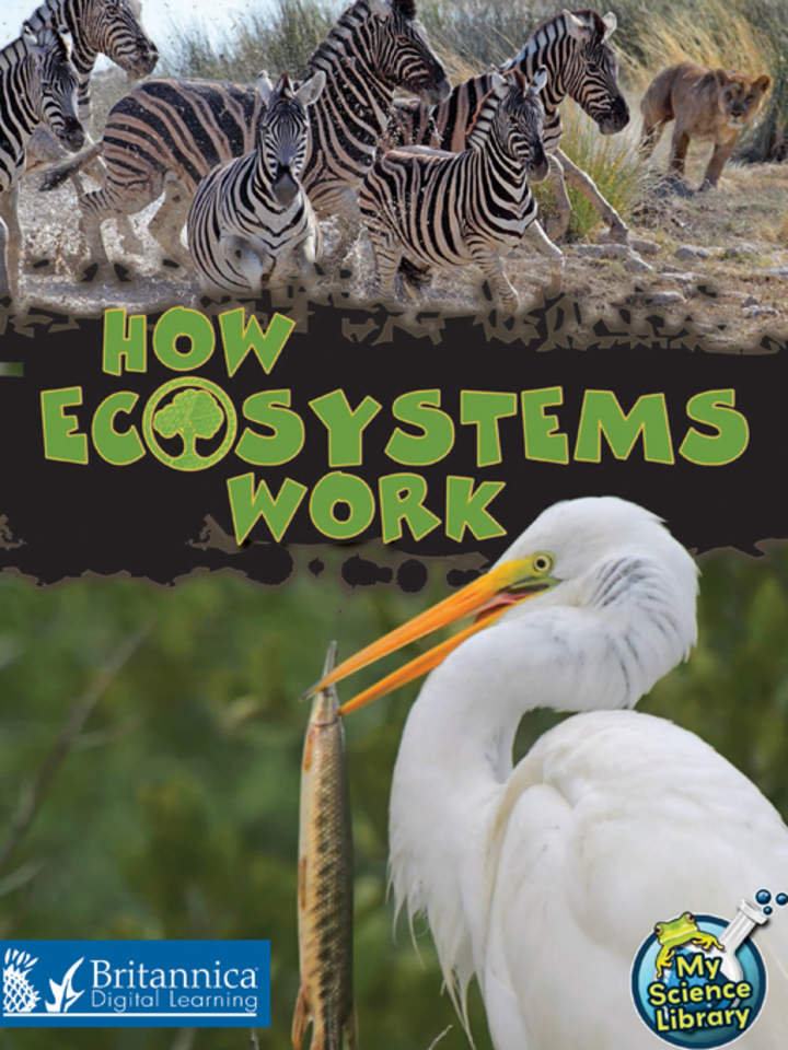 How Ecosystems Work How Ecosystems Work