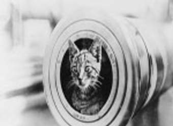 El gato con botas El gato con botas