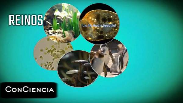 Evolución Evolución