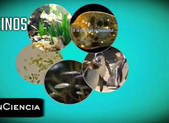 Evolución Evolución