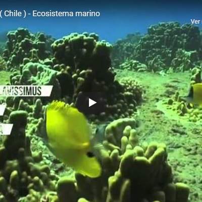 Niveles de organización Niveles de organización