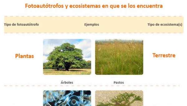 Poblaciones y ecosistema Poblaciones y ecosistema