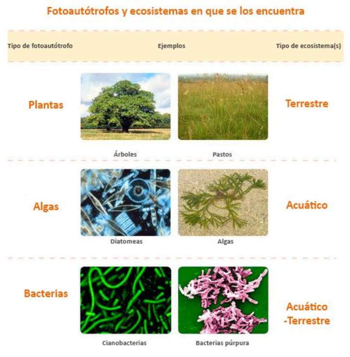 Poblaciones y ecosistema Poblaciones y ecosistema