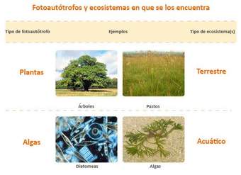 Poblaciones y ecosistema Poblaciones y ecosistema