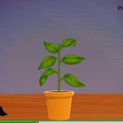 El rol de la fotosíntesis El rol de la fotosíntesis