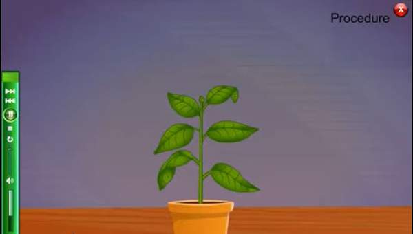 El rol de la fotosíntesis El rol de la fotosíntesis