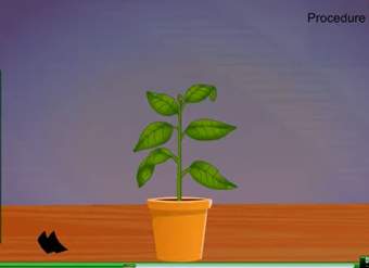 El rol de la fotosíntesis El rol de la fotosíntesis