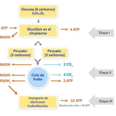 El rol de la respiración El rol de la respiración