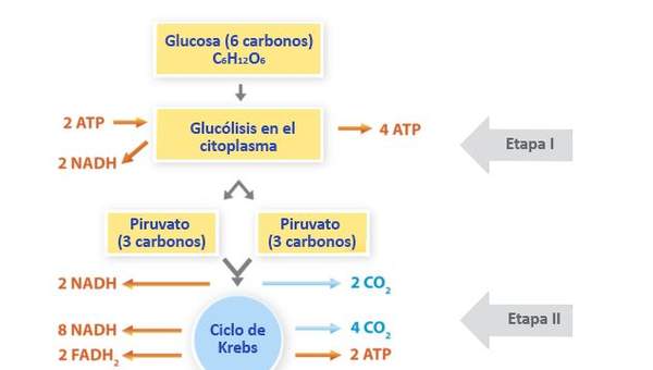 El rol de la respiración El rol de la respiración