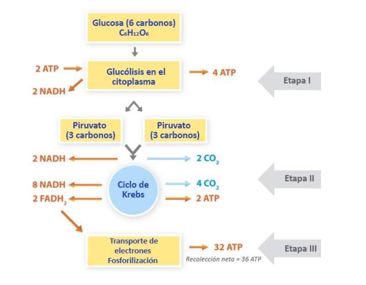 El rol de la respiración El rol de la respiración