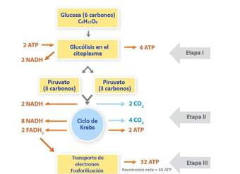 El rol de la respiración El rol de la respiración