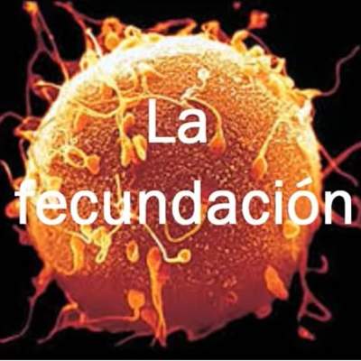 Fecundación y desarrollo Fecundación y desarrollo