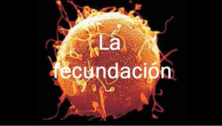 Fecundación y desarrollo Fecundación y desarrollo