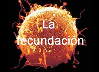 Fecundación y desarrollo Fecundación y desarrollo