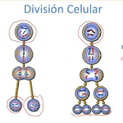 La meiosis y la mitosis La meiosis y la mitosis