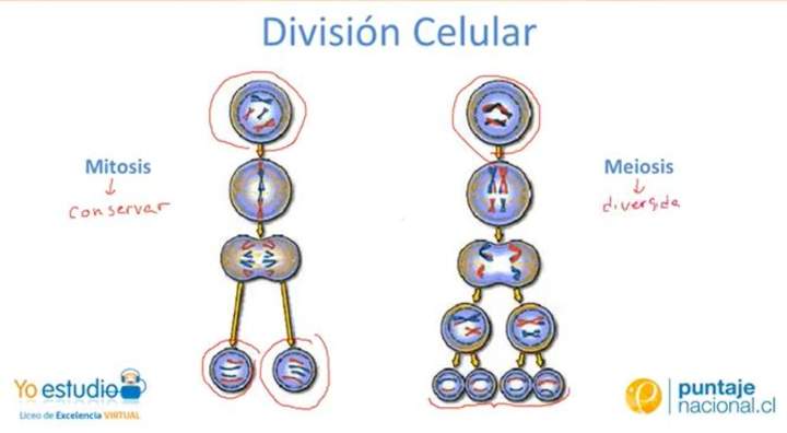 La meiosis y la mitosis La meiosis y la mitosis