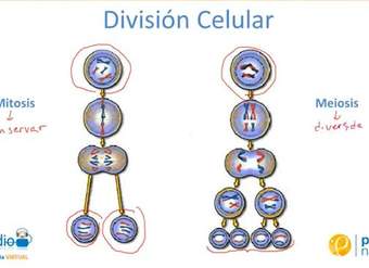 La meiosis y la mitosis La meiosis y la mitosis