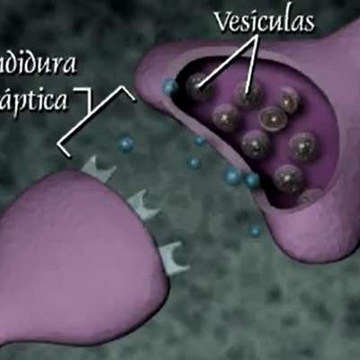 La transmisión nerviosa La transmisión nerviosa