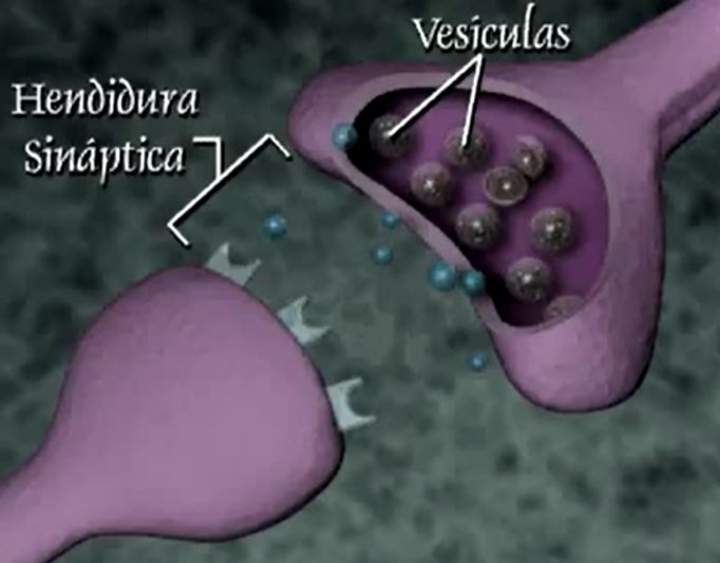 La transmisión nerviosa La transmisión nerviosa